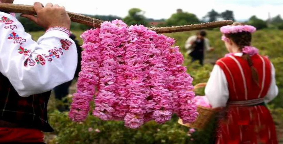 Qızıngül çayı yorğunluğu aradan qaldırır?