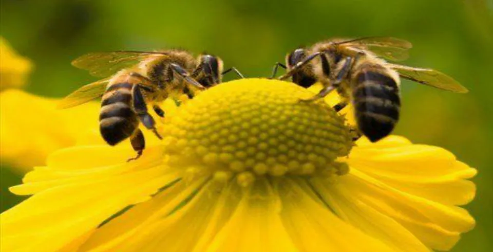Balın tərkibi və qida dəyəri