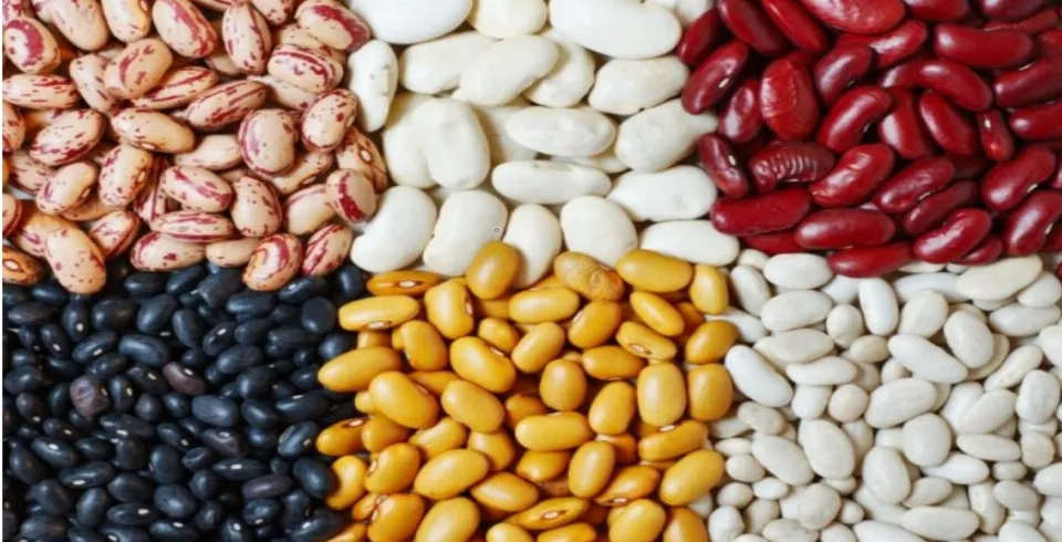 Lobyanın tərkibində..