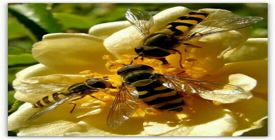 Balın faydaları nələrdir?