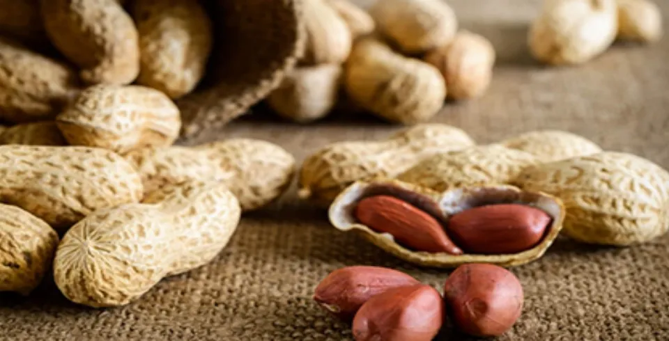 Yer fıstığının istehlakını dayandırmalısınız