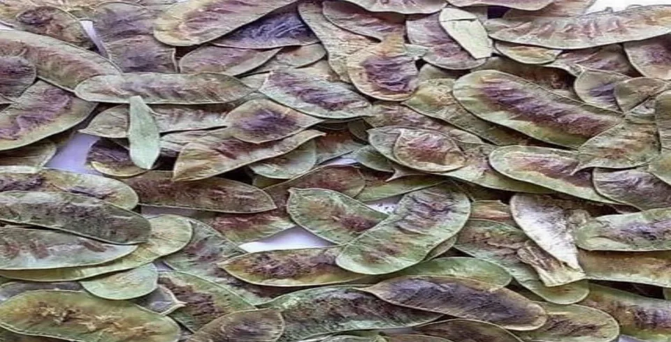 Mədə xəstəliklərinə qarşı şəfalı olan bitki hansıdır?