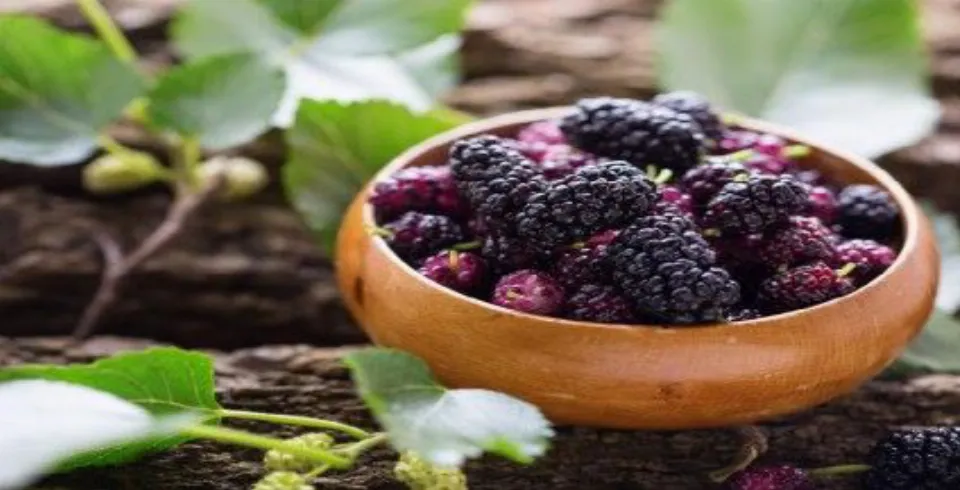 Qurudumuş tut bunlarla zəngindir